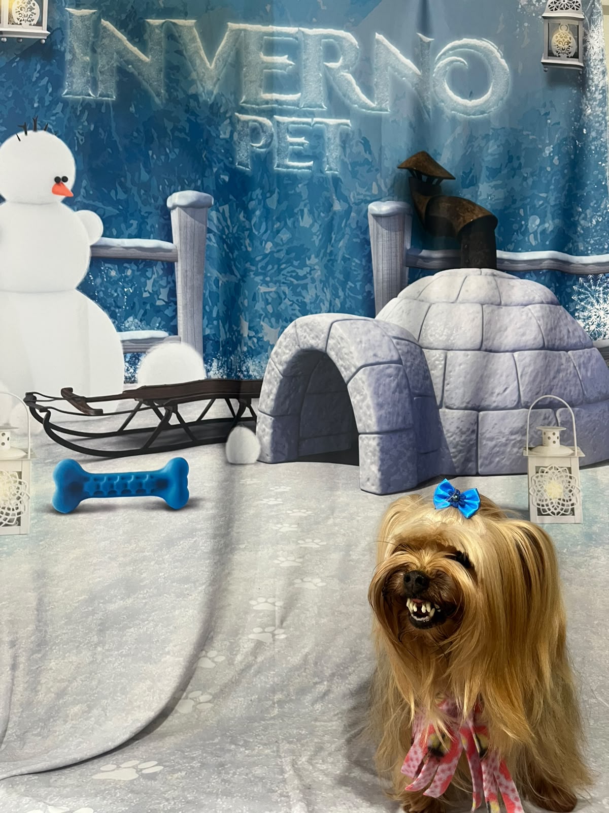 Pet em cenário temático de inverno