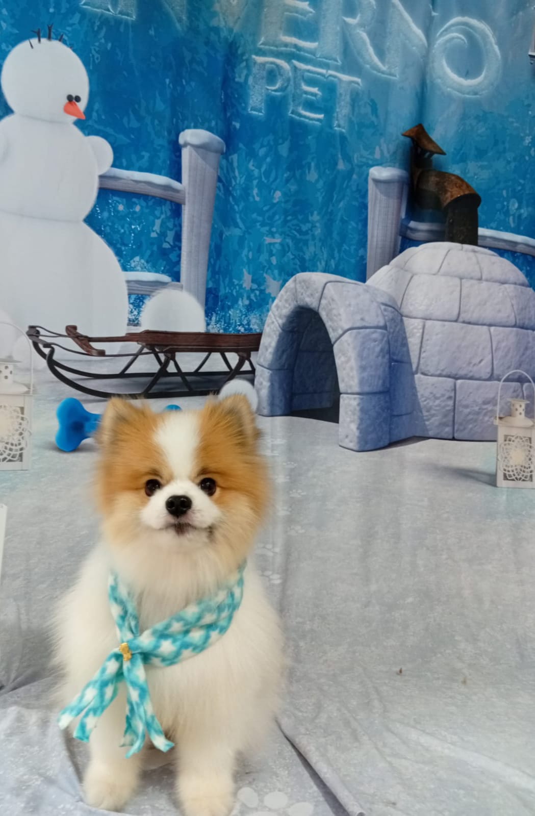 Cachorro em cenário temático de inverno